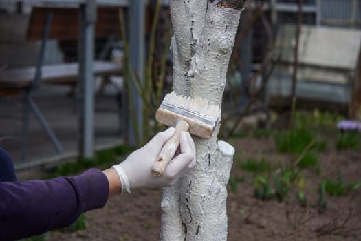 a male farmer covers a tree trunk with protective white paint against pests. Selective focus