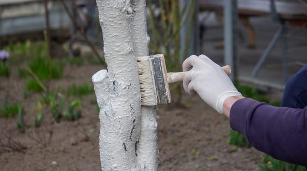 a male farmer covers a tree trunk with protective white paint against pests. Selective focus