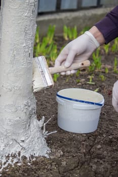 a male farmer covers a tree trunk with protective white paint against pests. Selective focus