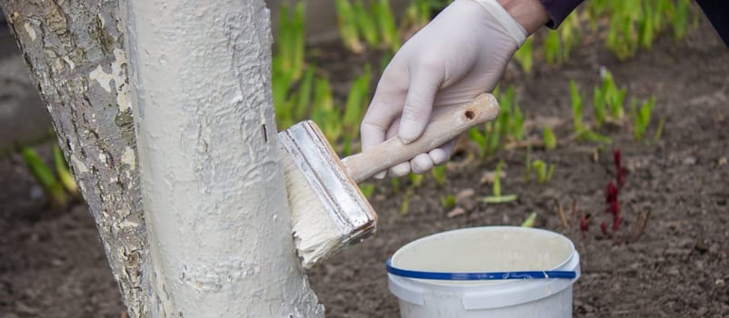 a male farmer covers a tree trunk with protective white paint against pests. Selective focus