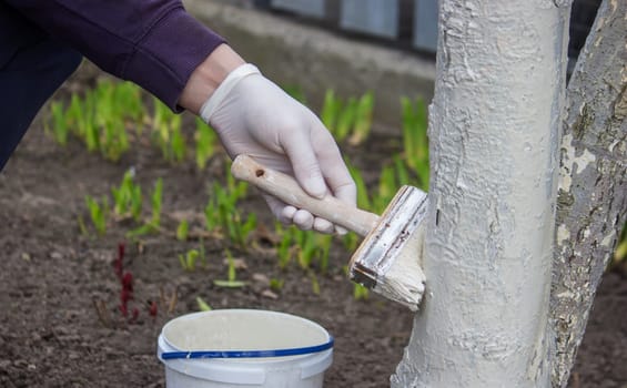 a male farmer covers a tree trunk with protective white paint against pests. Selective focus