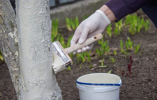 a male farmer covers a tree trunk with protective white paint against pests. Selective focus