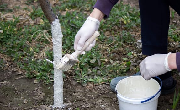 a male farmer covers a tree trunk with protective white paint against pests. Selective focus