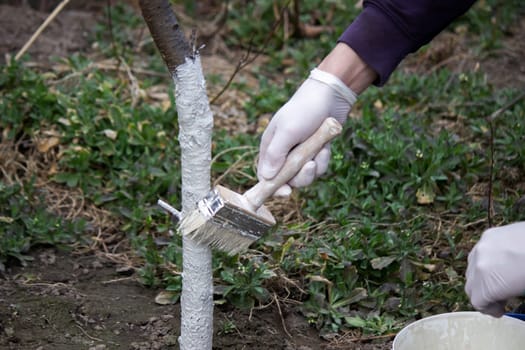 a male farmer covers a tree trunk with protective white paint against pests. Selective focus