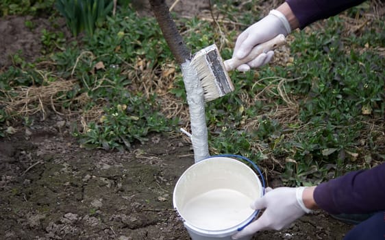 a male farmer covers a tree trunk with protective white paint against pests. Selective focus
