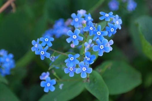 The blue flowers of Brunnera. Similar to forget-me-not flowers.