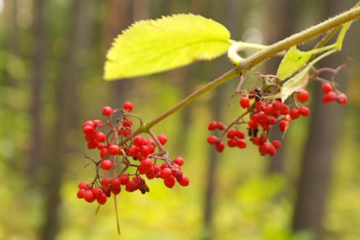 Bunch of red rowan berries isolated on white