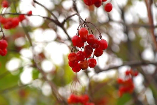 Bunch of red rowan berries isolated on white