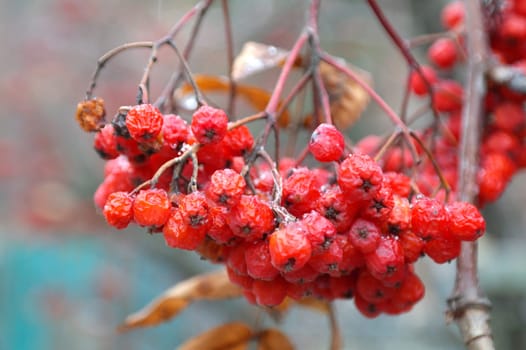 Bunch of red rowan berries isolated on white