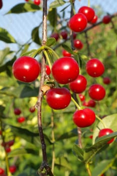 Branch of ripe red cherries on a tree in a garden