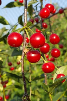 Branch of ripe red cherries on a tree in a garden