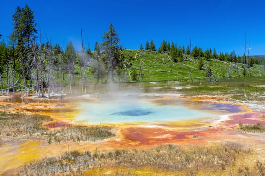  Hot spring in Yellow stone National Park in Wyoming, USA