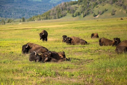 Bisons with landscape of  Yellow Stone National Park in Wyoming USA