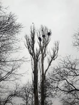 On a spring day, crows build their nests on a tall tree in the park. Crow's nest on a tree.