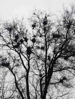 On a spring day, crows build their nests on a tall tree in the park. Crow's nest on a tree.