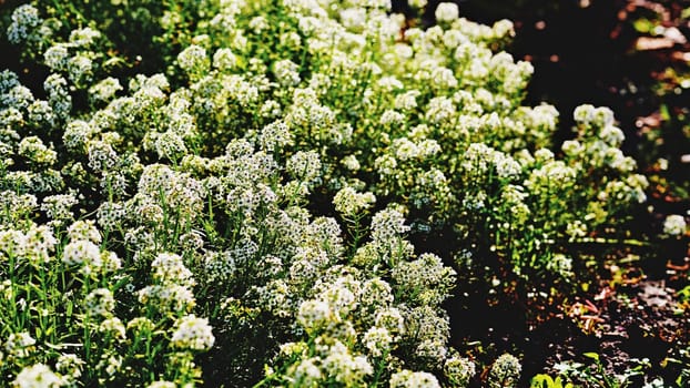 a herbaceous Eurasian plant that bears small flowers in a range of colors, typically white or yellow.