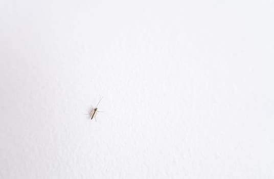 Fear the terror of the night, a mosquito waiting to bite on a white wall. Perfect for text space. Get ready to scratch!