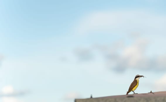 A Bentivi bird with a sharp beak and colorful feathers feeds on a large dragonfly on a rooftop. The blue sky serves as a backdrop with plenty of space for text.