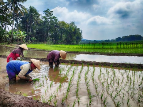February 1, 2023. Salatiga, Indonesia. Ladies planting rice in a paddy field. Street Photography.