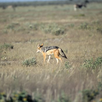 Black Backed Jakal, (Canis mesomelas), Africa, Namibia, Oshikoto, Etosha National Park