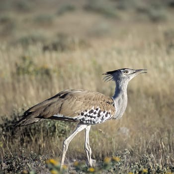 Kori Bustard, (Ardeotis kori), Africa, Namibia, Oshikoto, Etosha National Park