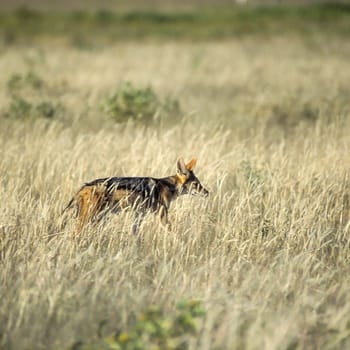 Black Backed Jakal, (Canis mesomelas), Africa, Namibia, Oshikoto, Etosha National Park