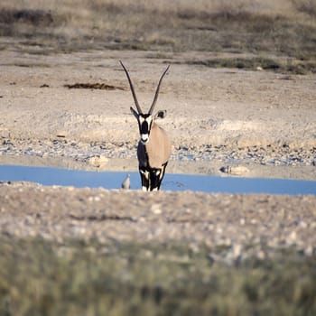 Gemsbok, (Oryx gazella), Africa, Namibia, Oshikoto, Etosha National Park