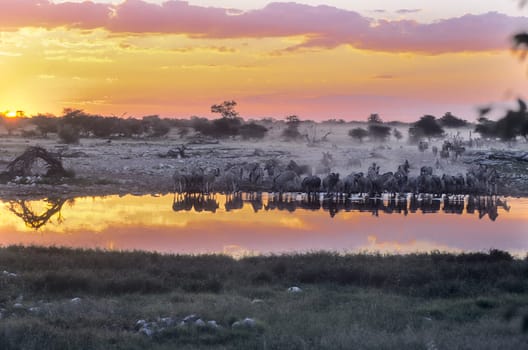 Plains Zebra, (Equus burchellii), Africa, Namibia, Oshikoto, Etosha National Park