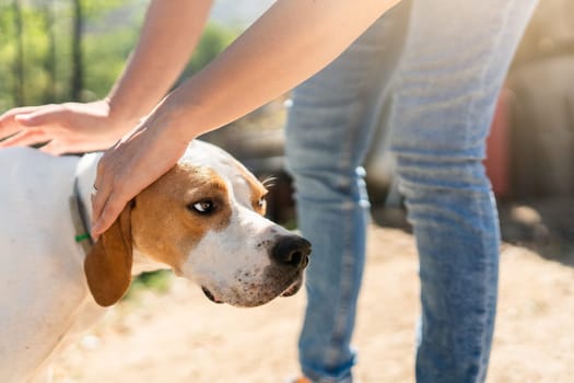 Cropped photo of a person stroking a dog in a rural house