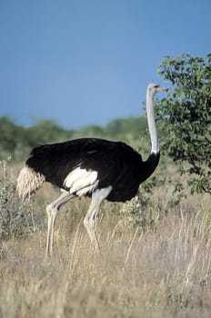 Ostrich, (Struthio camelus), Africa, Namibia, Oshikoto, Etosha National Park