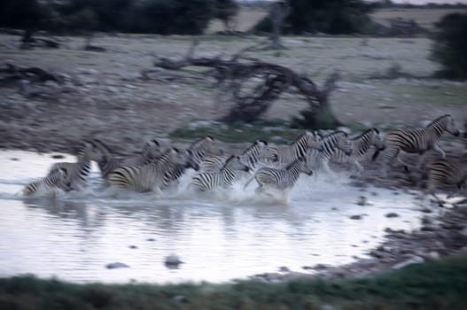 Plains Zebra, (Equus burchellii), Africa, Namibia, Oshikoto, Etosha National Park