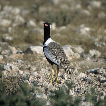 Northern Black Korhaan, (Eupodotis afroides), Africa, Namibia, Oshikoto, Etosha National Park