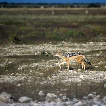 Black Backed Jakal, (Canis mesomelas), Africa, Namibia, Oshikoto, Etosha National Park