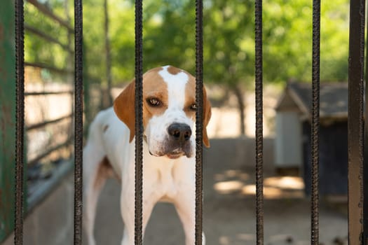 Portrait with selective focus of a sad dog looking through fences of a kennel