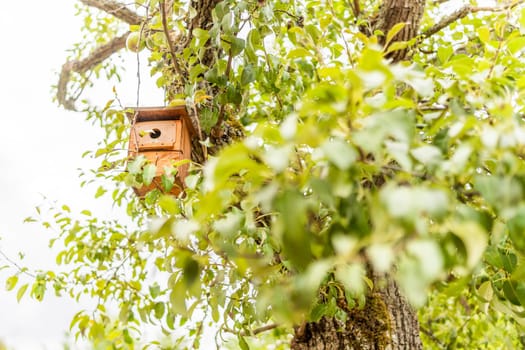 Focus on a wooden birdhouse hanging from a tree