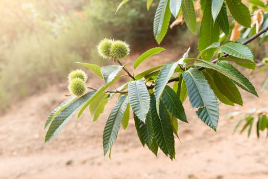 Selective focus on branches with fruits of a chestnut tree in springtime