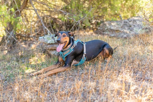 Doberman mongrel dog sitting on the grass in the middle of the forest