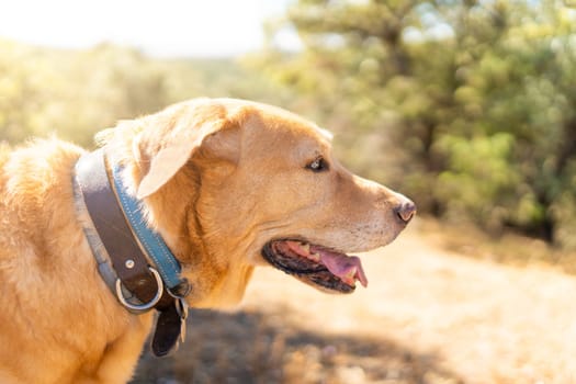 Portrait of a Labrador retriever with a blue collar looking at the landscape in the mountains.