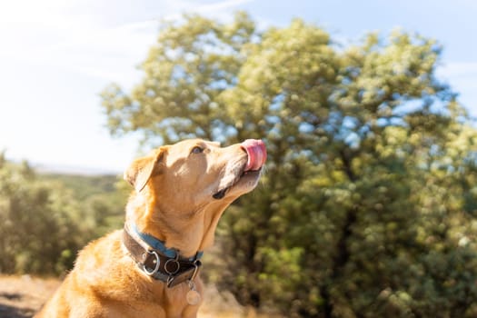 Portrait of a Labrador retriever with a blue collar licking his lips while looking at another dog in the mountain. Copy space.