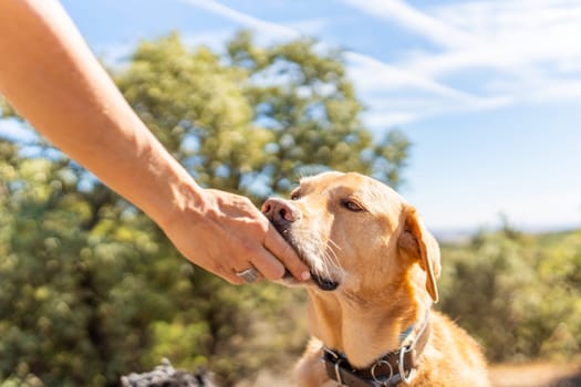 Portrait of a Labrador retriever with a blue collar eating from his owner's hand in the middle of the mountain