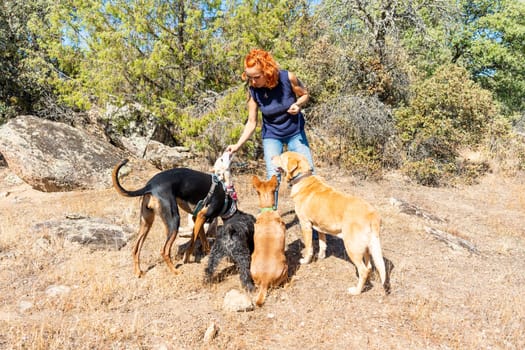 Caucasian woman surrounded by dogs as she gives them edible treats during a trekking in the mountain
