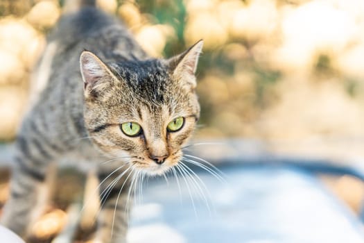 Portrait with selective focus on the head of a cat outdoors