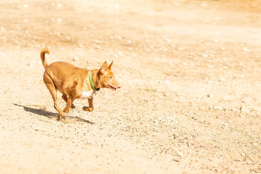 Portrait of a Podengo dog breed running after a ball in a park in a sunny day. Copy space.