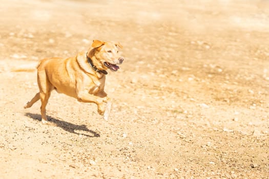 Portrait of a Labrador dog breed running after a ball in a park in a sunny day. Copy space.
