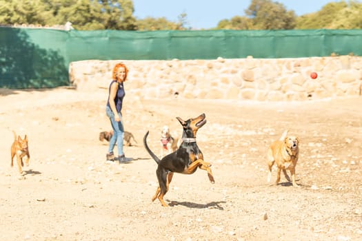 Group of dogs of different breeds playing with a ball with their owner in a sandy park