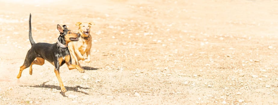 Panoramic photo of two dogs playing with a ball in a sandy park. Copy space.