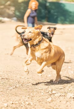 Vertical photo with motion of a woman throwing a ball to several dogs to play in a park