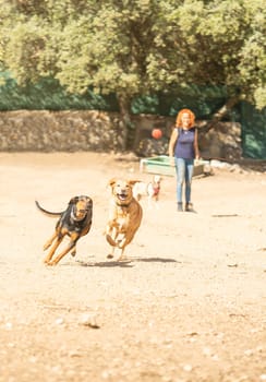 Vertical photo with motion of dogs playing with a ball thrown to them by their owner in the park