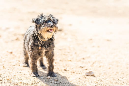 Portrait with copy space of a Schnauzer breed dog standing on a sandy park in a sunny day. Copy space.