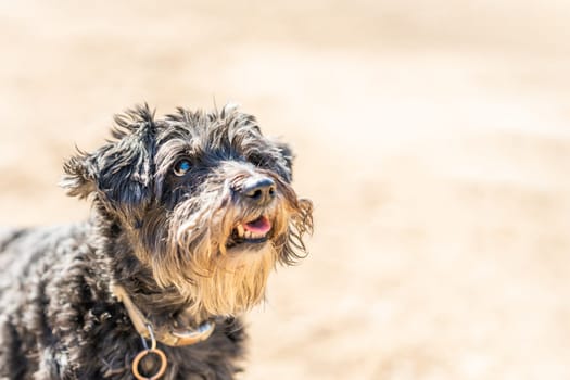 Close up portrait with copy space of a Schnauzer dog breed with a collar with identification looking up on a sandy park in a sunny day. Copy space.